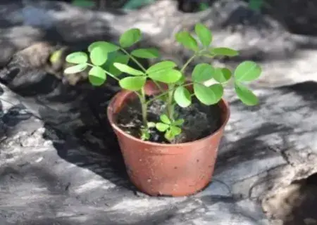 花卉果蔬盆景 | 盆栽花生怎么种