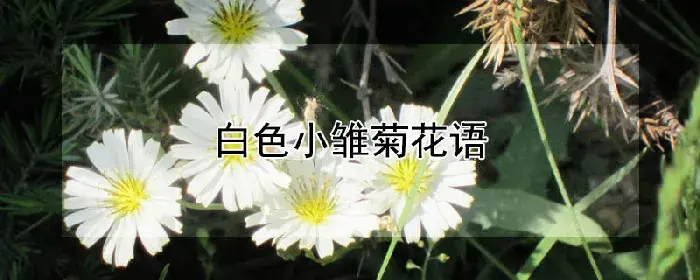 白色小雏菊花语