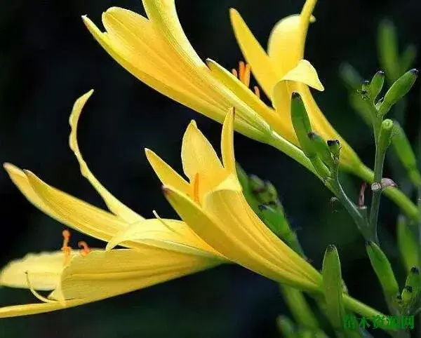 忘忧草就是什么黄花菜吗 忘忧草的花期和花语