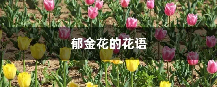 郁金花的花语