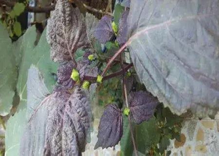 花卉果蔬盆景 | 紫苏如何收集种子种植盆栽