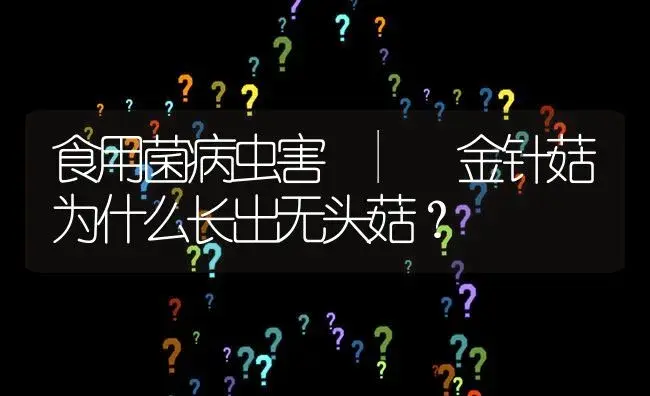 金针菇为什么长出无头菇？ | 菌菇种植