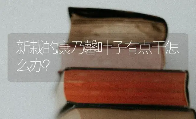 新栽的康乃馨叶子有点干怎么办？ | 绿植常识