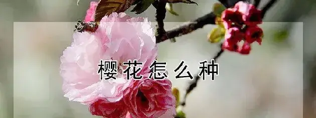 樱花怎么种