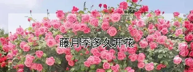 藤月季多久开花