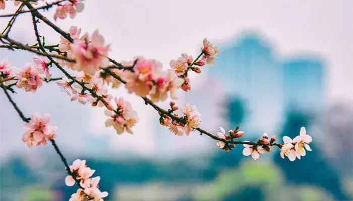 海棠的花语和寓意 海棠的花语和寓意是什么