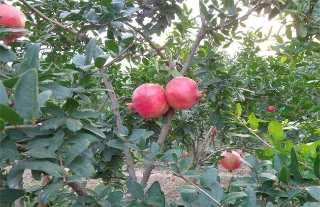 石榴树的施肥技术