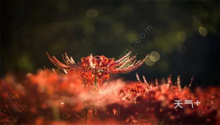 彼岸花花语 彼岸花的花语是什么