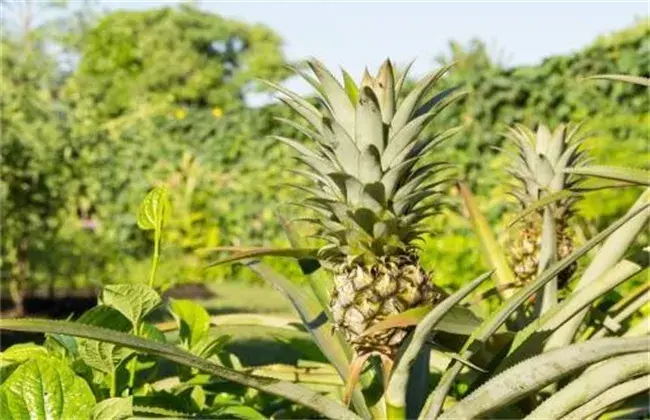 菠萝栽培环境要求