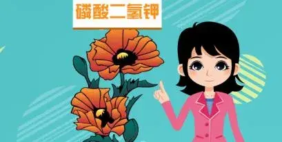 长寿花不开花怎么办？