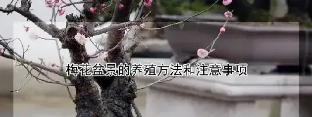 梅花盆景的养殖方法和注意事项