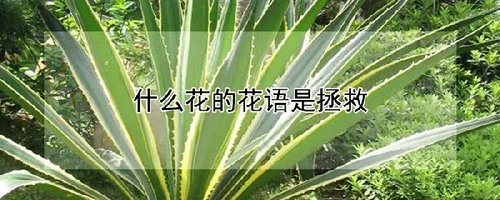 什么花的花语是拯救