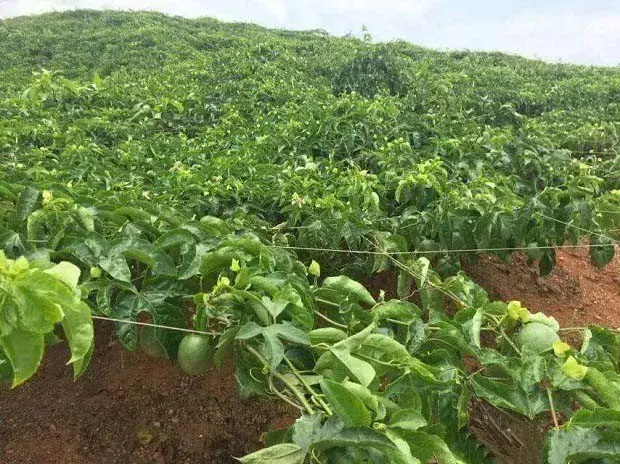 种植百香果用防草布有哪些优点？