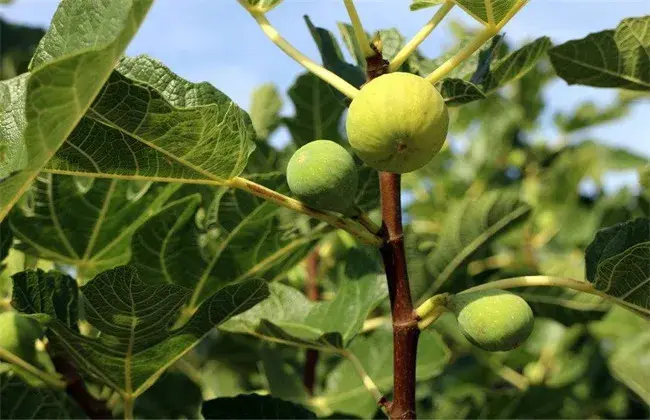 无花果种植技术要点