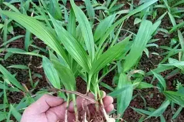 白芨种植成本和利润，附种植风险