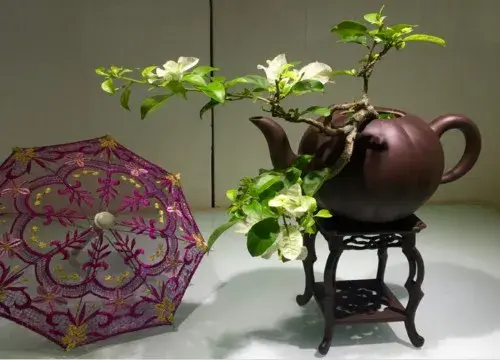 盆景制作 | 紫砂壶茶壶盆景制作方法