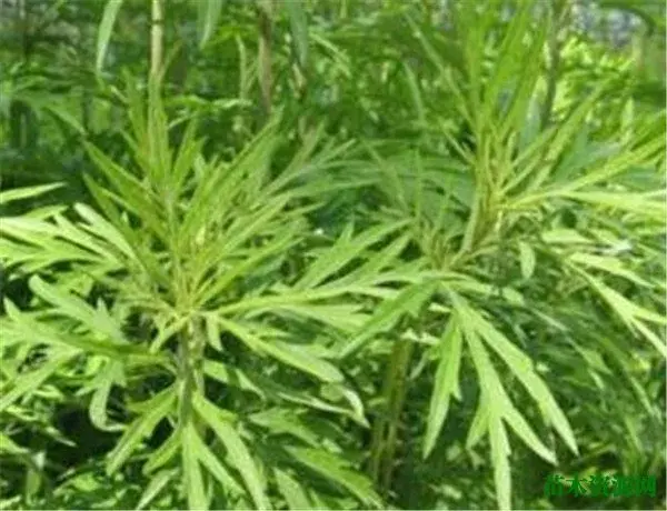 野艾蒿开花时间和图片 艾草的花语和寓意象征