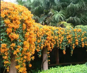 炮仗花是什么花？它花语和寓意是什么？