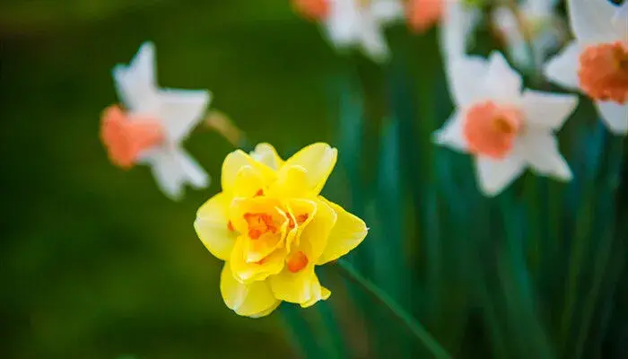 水仙的花语和寓意 水仙花的花语是什么