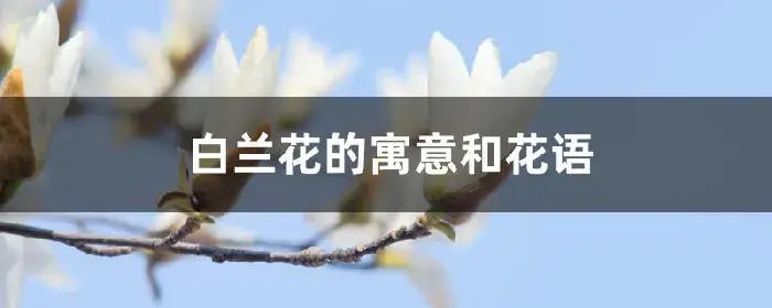 白兰花的寓意和花语