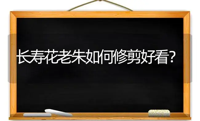 长寿花老朱如何修剪好看？ | 多肉养殖