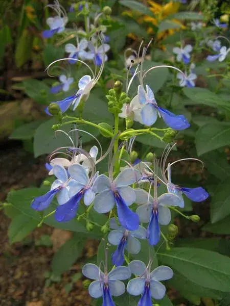 蓝蝴蝶的花语和名称由来