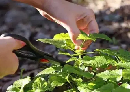 盆栽育苗 | 如何水培薄荷？水培薄荷教程（图解）