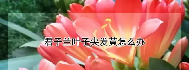 君子兰叶子尖发黄怎么办