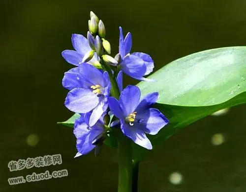 雨久花的花语传说有哪些？