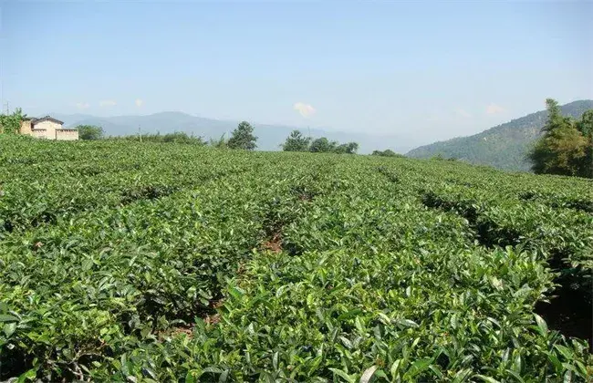 茶叶栽培的小心事项