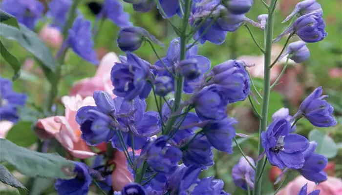 飞燕花语及寓意