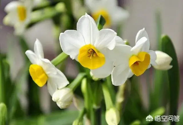 水仙花什么时候开花在温暖的季节才开花吗？