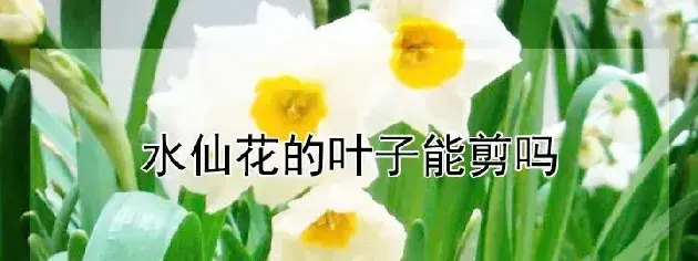 水仙花的叶子能剪吗