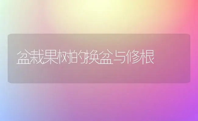 盆栽果树的换盆与修根 | 果木种植