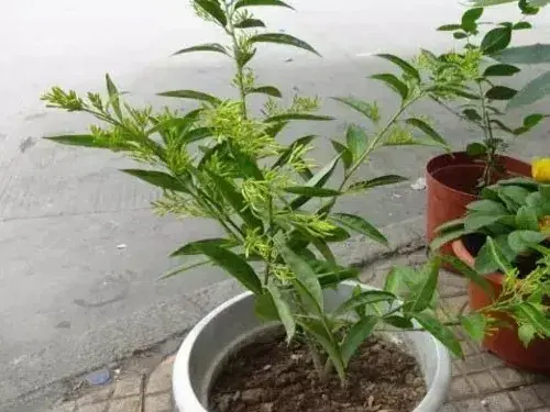 花卉果蔬盆景 | 盆栽夜来香怎么种植——夜来香花种植方法