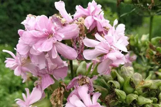 石碱草花语：花语是历史 石碱草的介绍