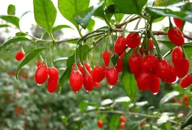 枸杞的药用食疗