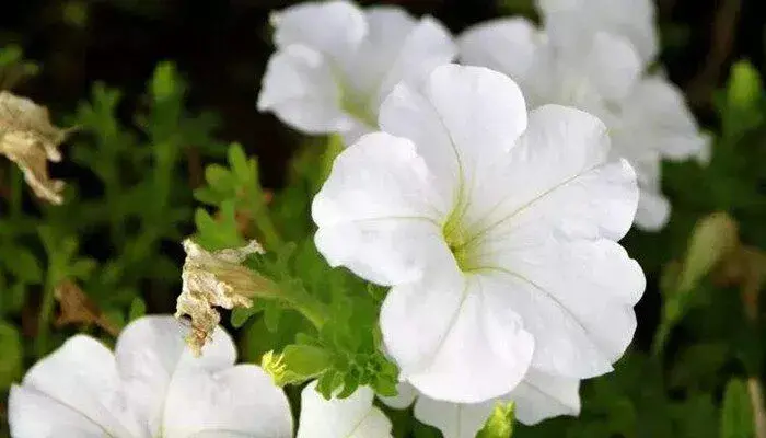 夕颜花的花语是什么 夕颜花的花语和寓意是什么