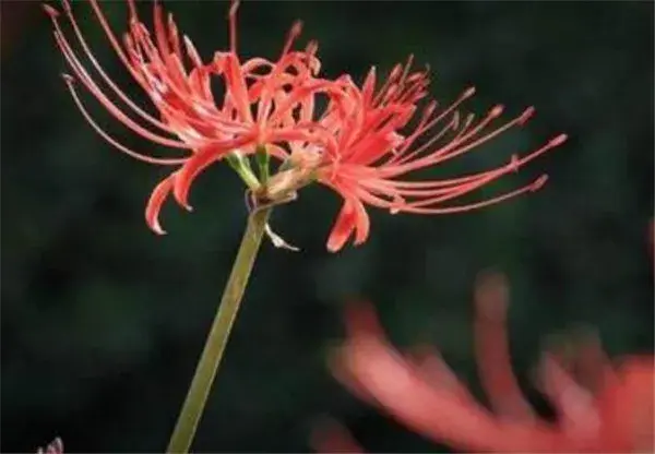 冥界四花都有哪四种花 冥界四花的花语是什么