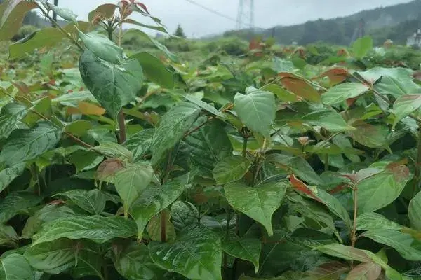 钩藤种植前景，附种植技术