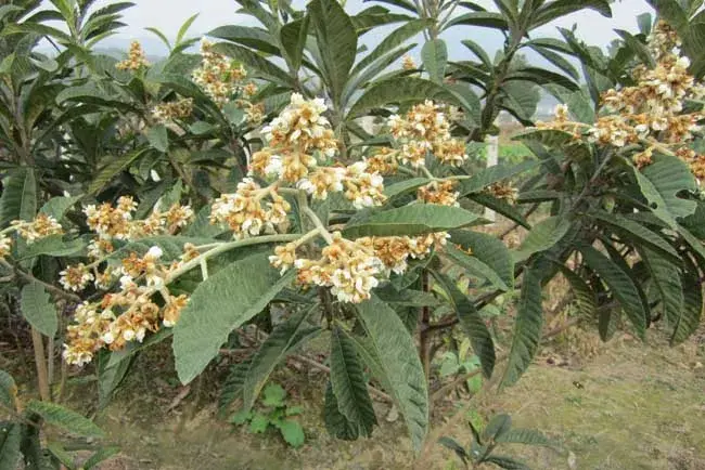 大果枇杷的栽培种植技术