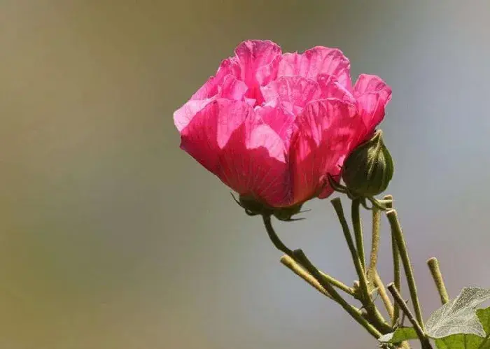 木芙蓉花的花语和传说，寓意着平凡中的高洁