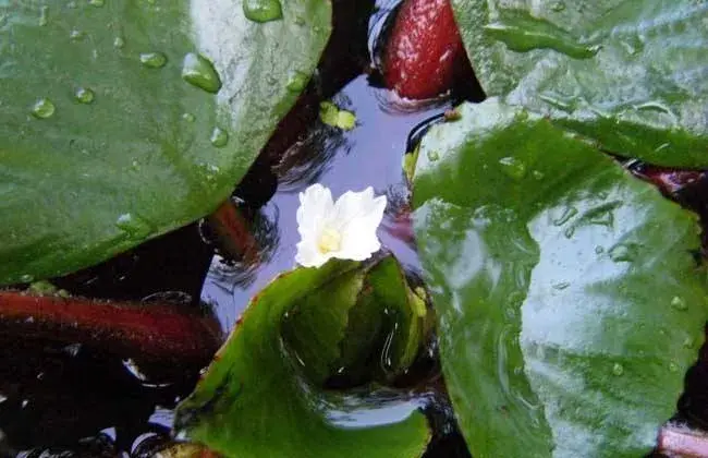 菱角的栽培管理