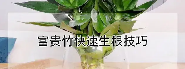 富贵竹快速生根技巧