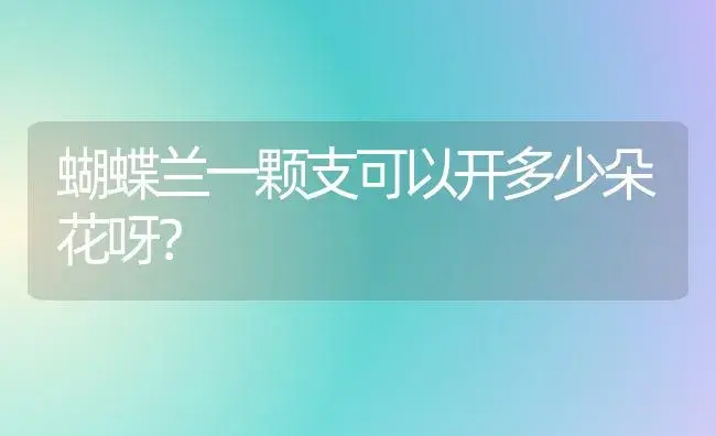 蝴蝶兰一颗支可以开多少朵花呀？ | 绿植常识