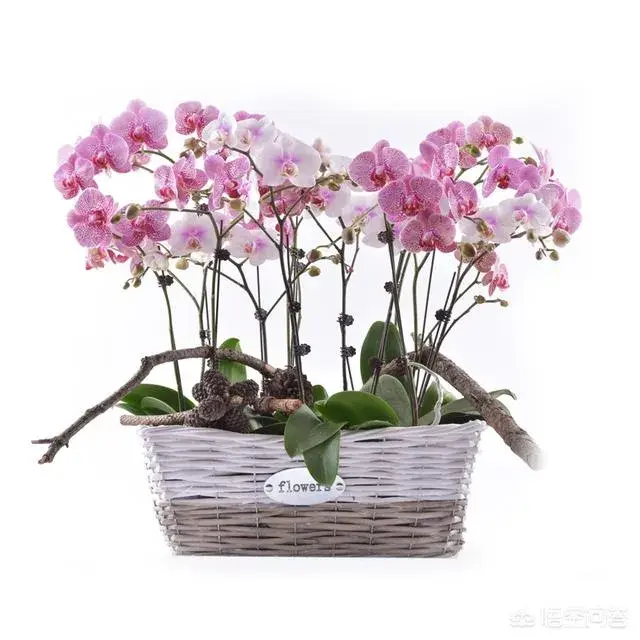 蝴蝶兰花秋季怎样养护？