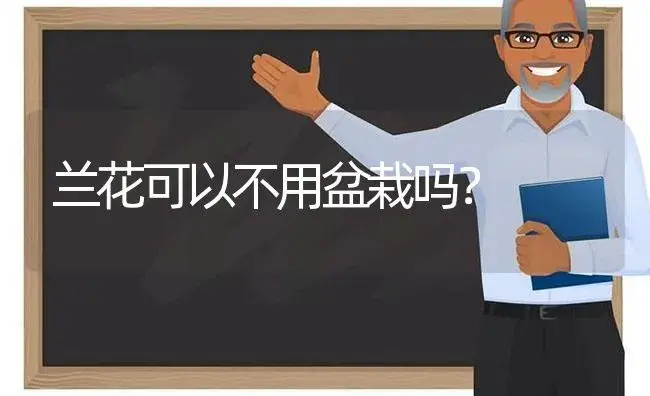 兰花可以不用盆栽吗？ | 绿植常识