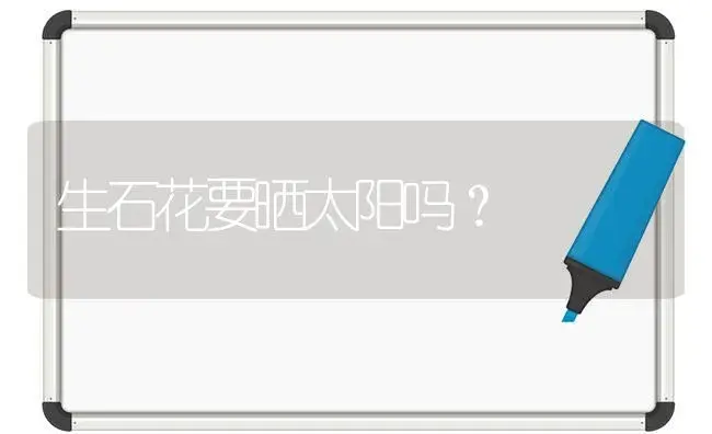生石花要晒太阳吗？ | 多肉养殖