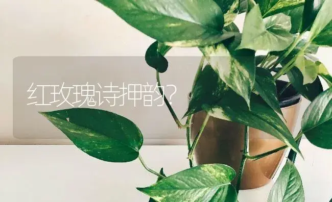 红玫瑰诗押韵？ | 绿植常识