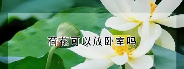 荷花可以放卧室吗